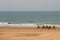 Camel caravan walking in the morning in Sidi Kaouki