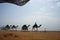 A camel caravan walks along the beach with the Gulf of Aqaba in the Red Sea in the background. Dahab, Egypt