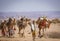 Camel Caravane in the Grand Bara Desert