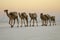 Camel caravans transporting salt blocks from Lake Assale.