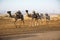 Camel caravans transporting salt blocks from Lake Assale.