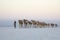 Camel caravans transporting salt blocks from Lake Assale.