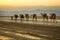 Camel caravans transporting salt blocks from Lake Assale.