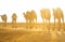 Camel caravans transporting salt blocks from Lake Assale.