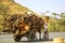 Camel carries firewood, Rajasthan, India