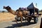 A camel cart is going on the road in rajshthan
