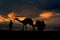 Camel cart on the Sam sand dunes, thar desert Jaisalmer, India.