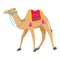 Camel cartoon vector illustration on white.