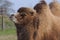 Camel chewing grass