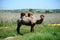 A camel chews grass in a pasture by a rive