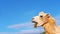 Camel chews hay, dried grass on a background of blue sky and fluffy clouds. zoo farm concept