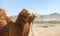 Camel close-up