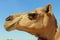 Camel Close up of face