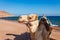 Camel at the coast of Red Sea in Dahab, Sinai, Egypt, Asia in summer hot. Famous tourist destination near of Sharm el Sheikh.