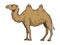 Camel color sketch engraving vector illustration