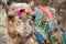 Camel with colored decoration in Pushkar, India