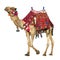 Camel with colorful saddle