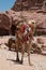 Camel with Colorful Saddle