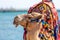 A camel with a colorful saddle on the beach in Egypt