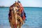 A camel with a colorful saddle on the beach in  Egypt