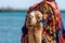 A camel with a colorful saddle on the beach in Sharm El Sheikh,  Egypt