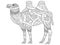 Camel coloring book vector for adults