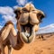 Camel Comedy: Hilarious Close-Up of Big Lips