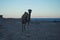 Camel at a construction site with the Gulf of Aqaba in the background. Dahab, South Sinai Governorate, Egypt