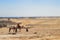 Camel convoy at Giza Desert