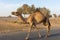 Camel Crossing: Beware of loose camels near the camel race track as they trot by near cars and down the side of the road.