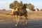 Camel Crossing: Beware of loose camels near the camel race track as they trot by near cars and down the side of the road.