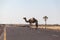 Camel crossing the road in the desert