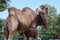 Camel with a dark brown coat, beard in the wind