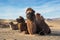 Camel on a desert