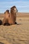 Camel on a desert