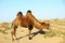 Camel in desert