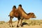 Camel in desert