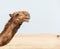 Camel in the desert