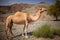 Camel at the desert
