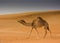 Camel in the desert