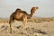 Camel on a desert