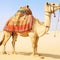 Camel in desert. AI image