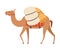 Camel Desert Animal Walking with Heavy Load, Side View Vector Illustration