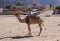 a camel in the desert. Aqaba, Jordan