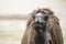 Camel in the desert, close-up. Close-up of a camel's head against the background of sand in the desert. Camel opened