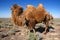 Camel in desert of Kazakhstan