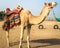 A Camel in the Desert of Kuwait