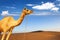 Camel and desert sand dunes panoramic landscape