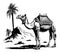 Camel in the desert sketch drawn in doodle style vector illustration Traveling