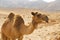 Camel in desert summer day